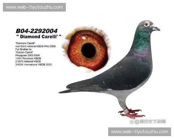 欧洲杯2024抽签：命运之夜，谁将书写新的传奇？